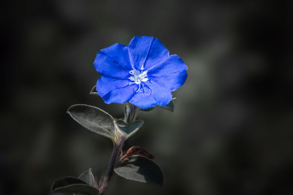 Фотография автора ChonTin NeCoTi