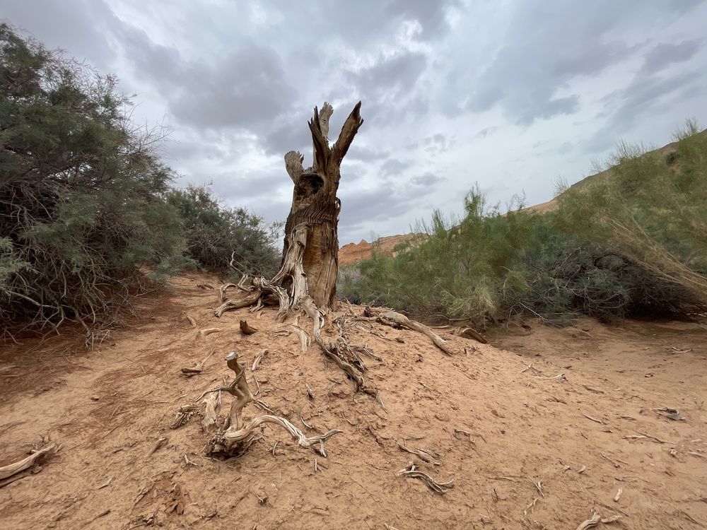 Фотография автора галина лапшина