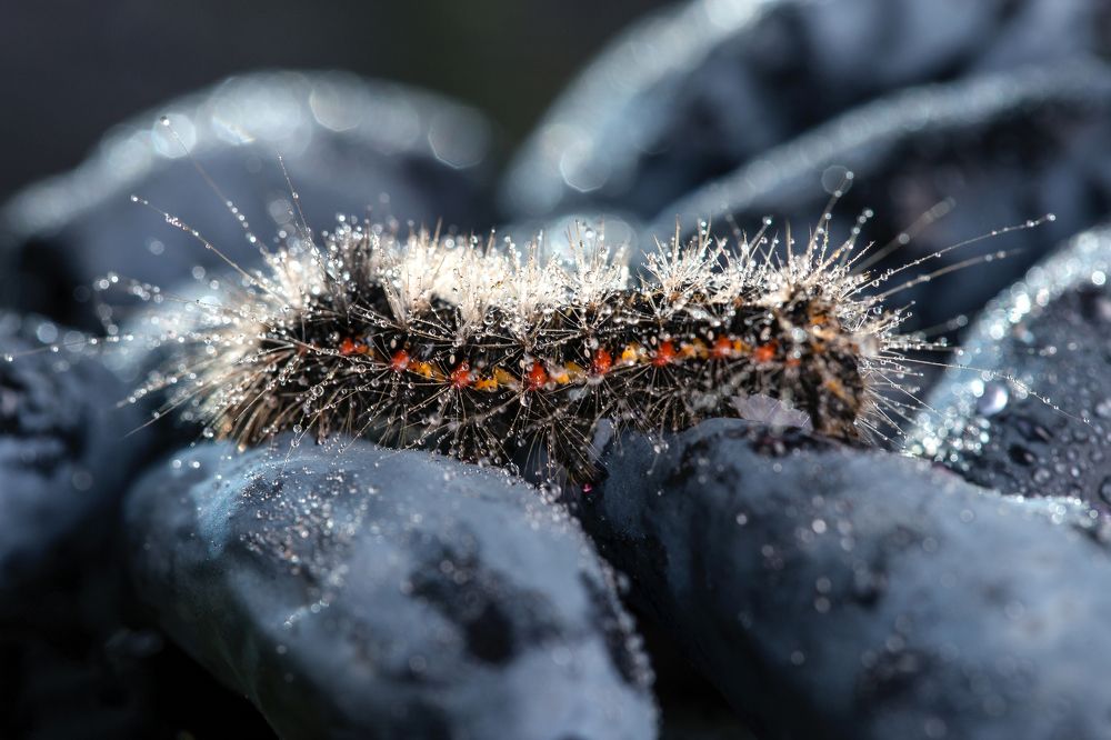 Photograph by Ирина Толокновская