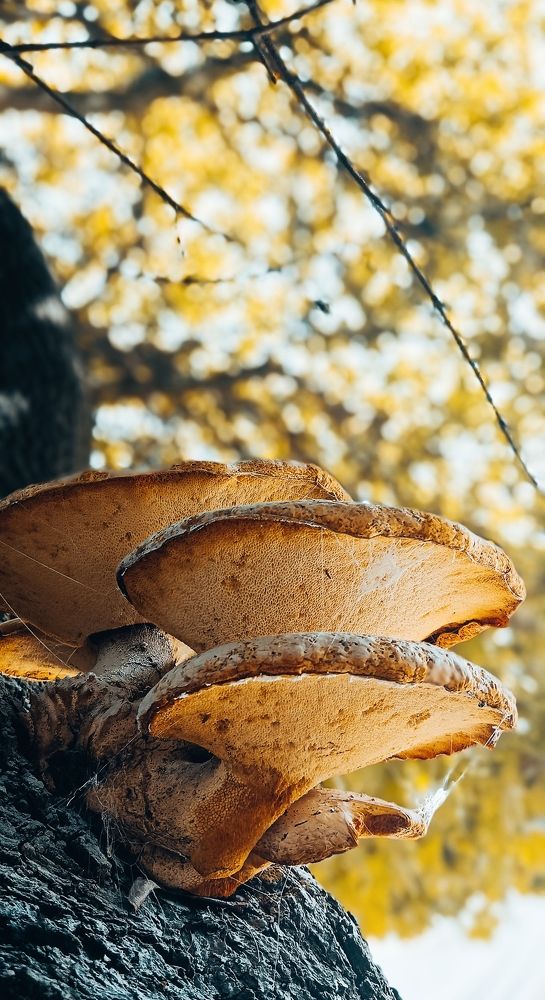 Photograph by Mishel Photographer