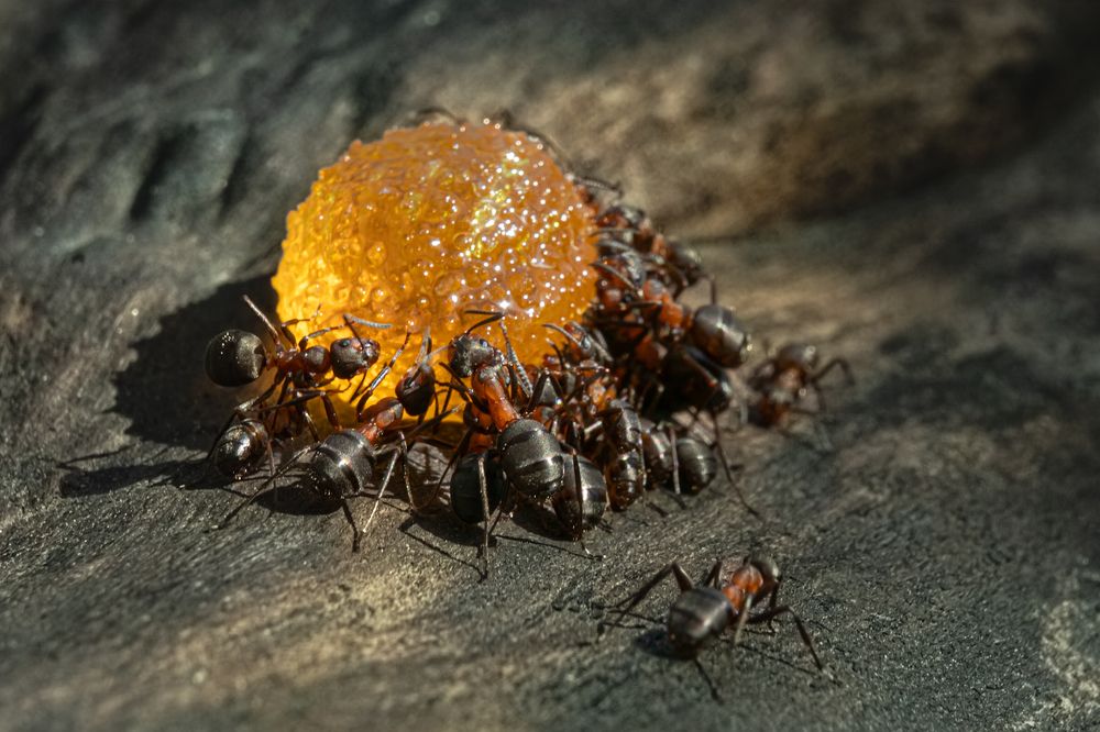 Photograph by Галина Суровицкая