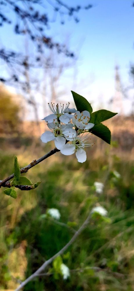 Photo #11321888