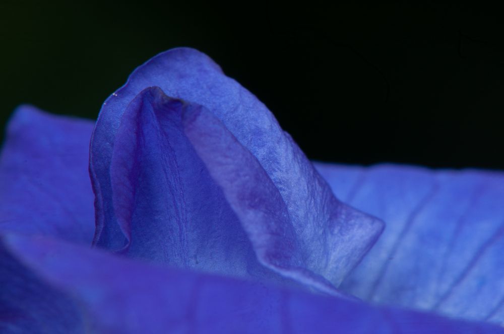 Photograph by Chamara Sulakkhana Polwatta Siriyalage