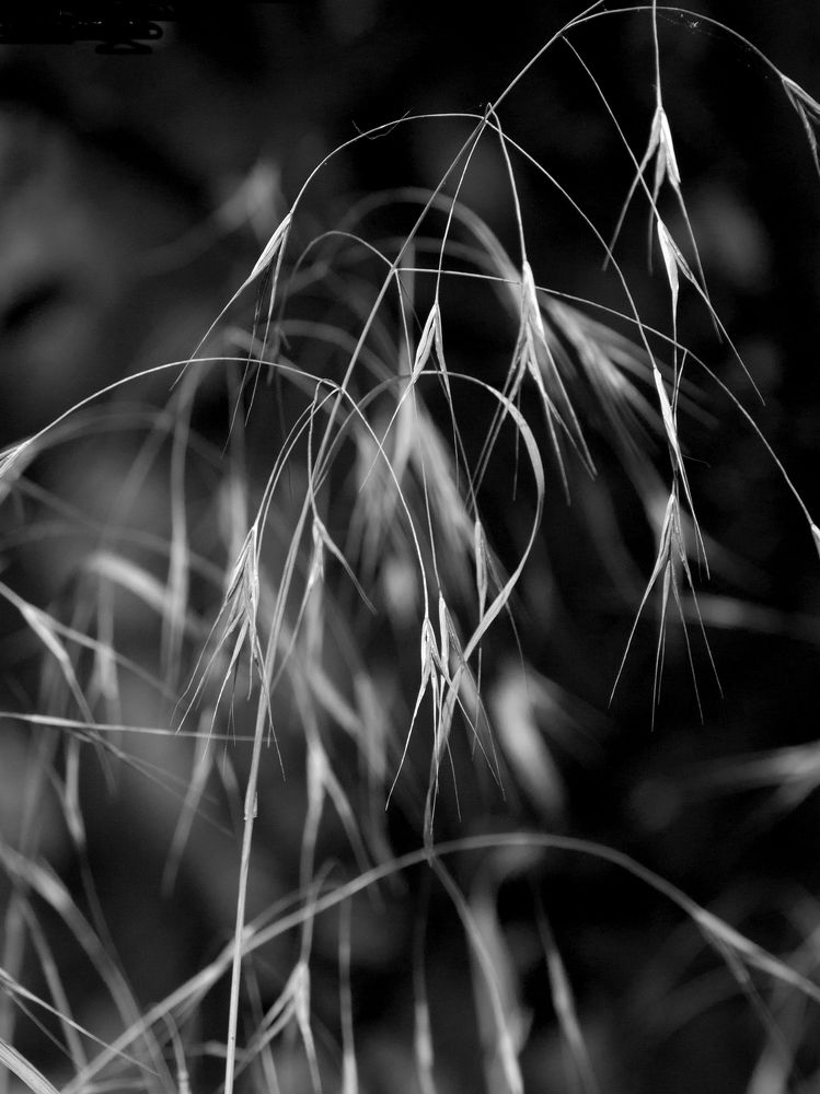 Photograph by Abdolreza Aleagha