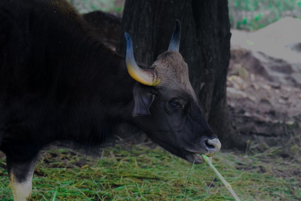 THE GAUR