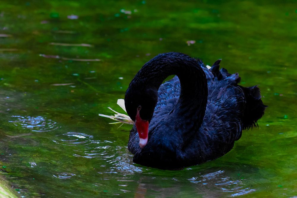 THE BLACK SWAN