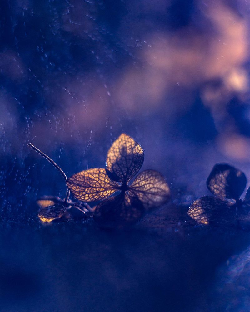 Photograph by Людмила Прибылова