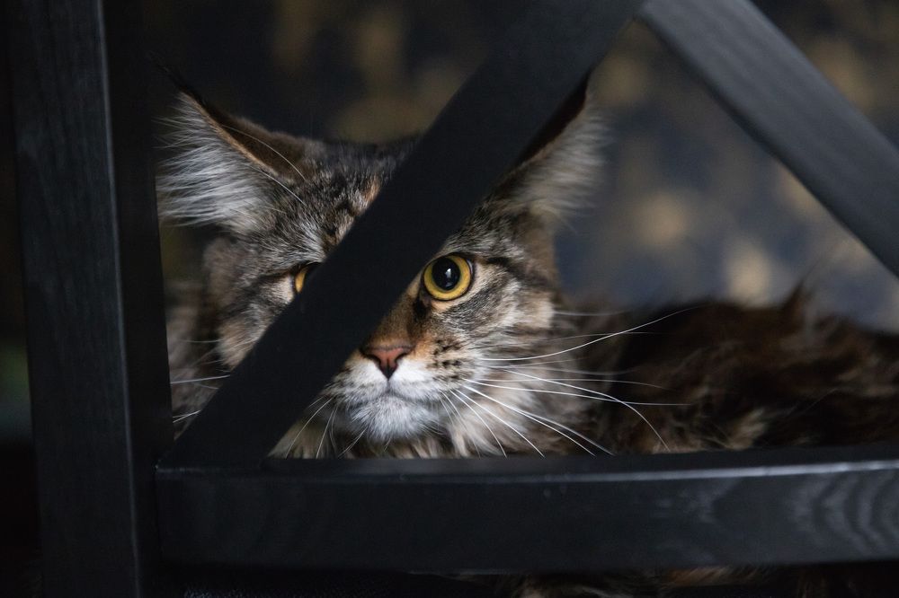 Фотография автора Татьяна Степанова