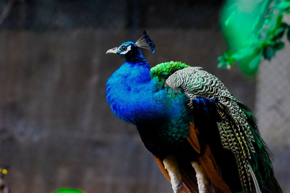 INDIAN PEAFOWL