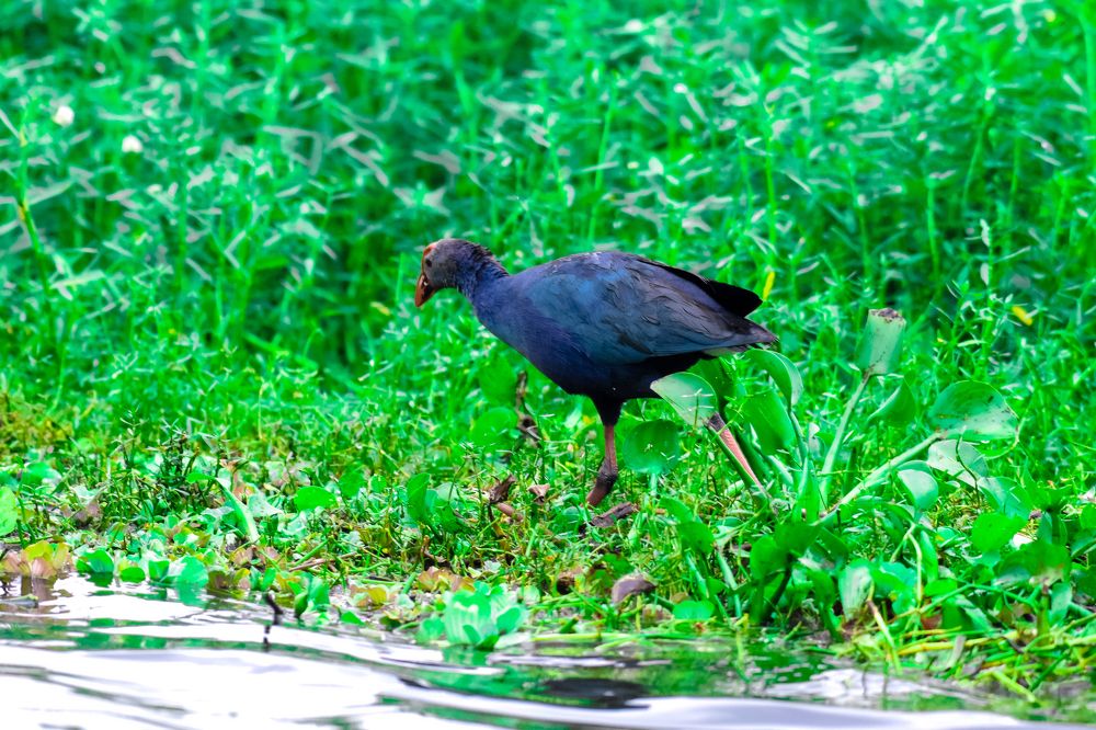 MOORHEN