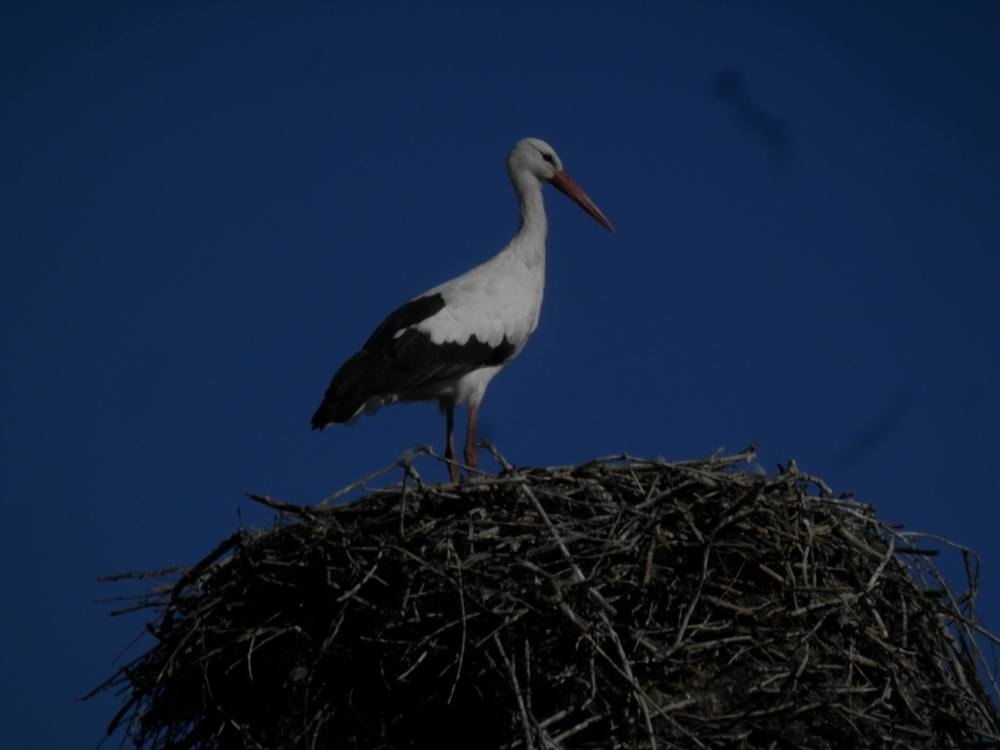 Фотография автора Mariami Sanishvili
