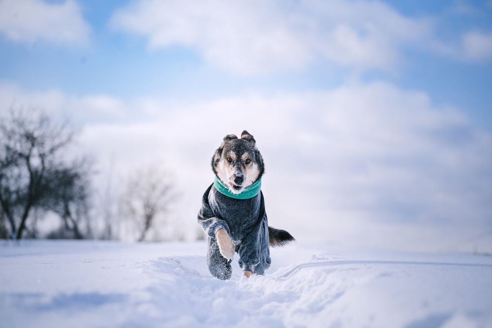 Photograph by Татьяна Степанова