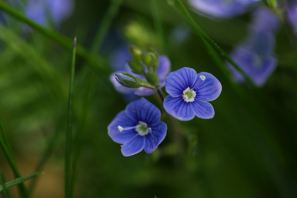 Фотография автора Екатерина Карасева