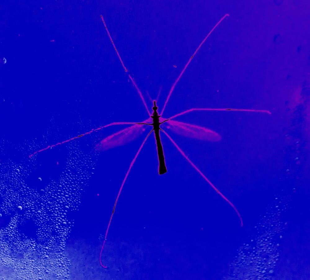 Photograph by НИНА АВЕРЬЯНОВА