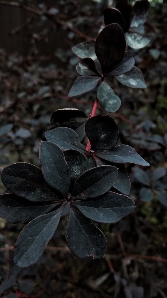 Photograph by Светлана Безъязычная