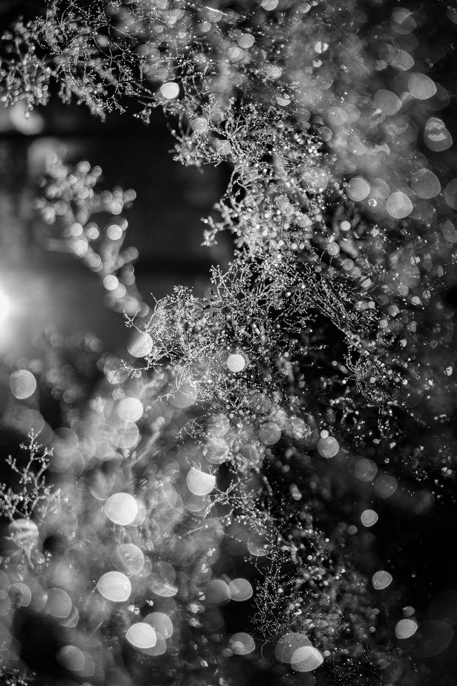 Роса в первых лучах солнца