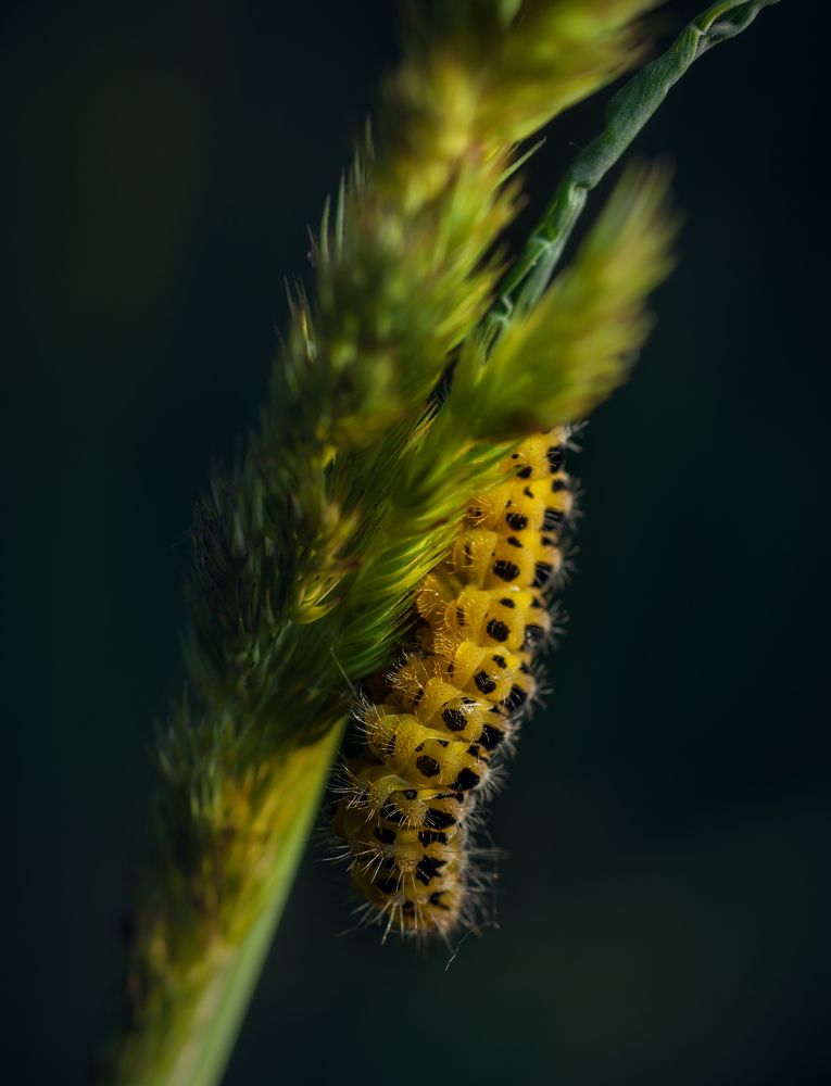 Фотография автора Константин Яковлев