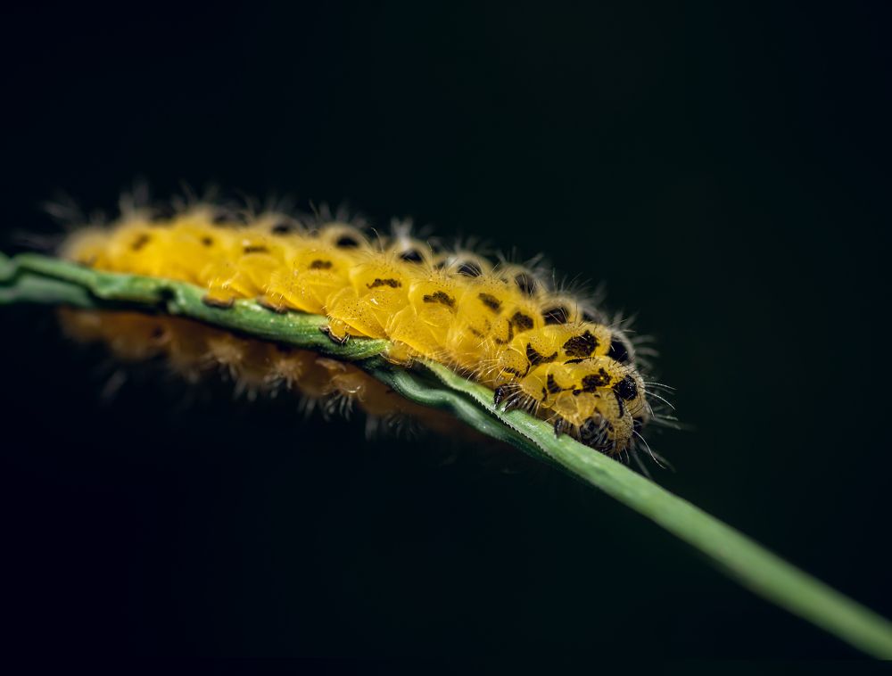 Фотография автора Константин Яковлев