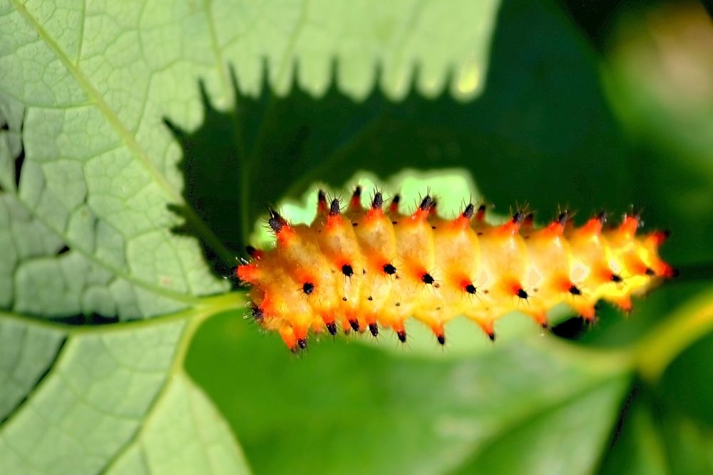 Photograph by Nina Streapan