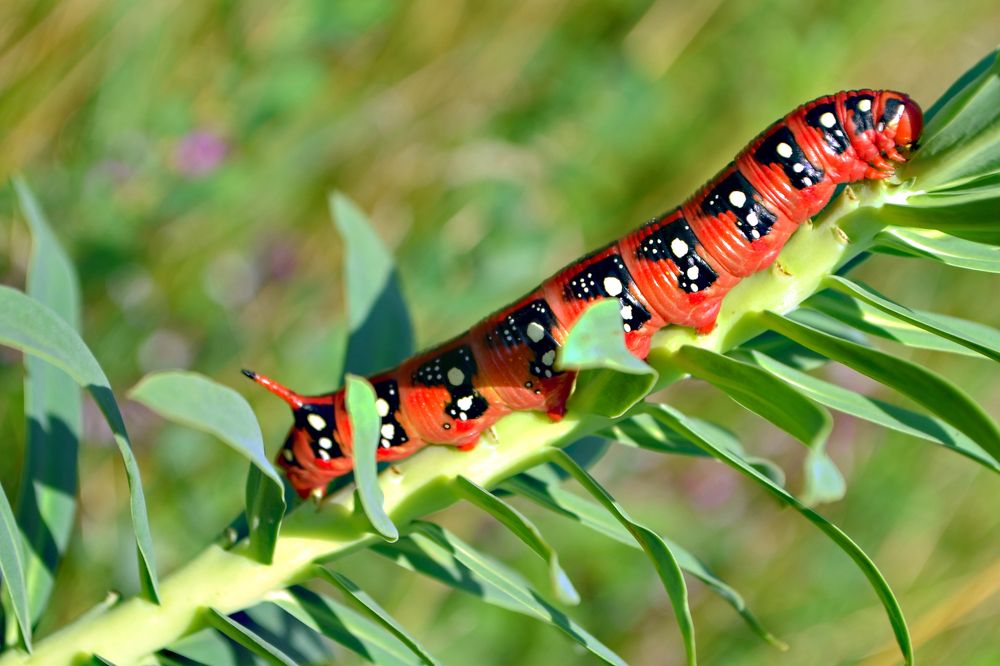 Photograph by Nina Streapan