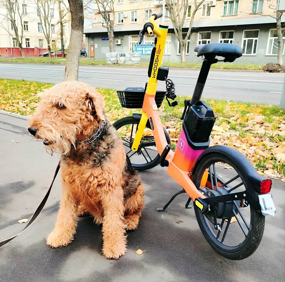 Верные друзья