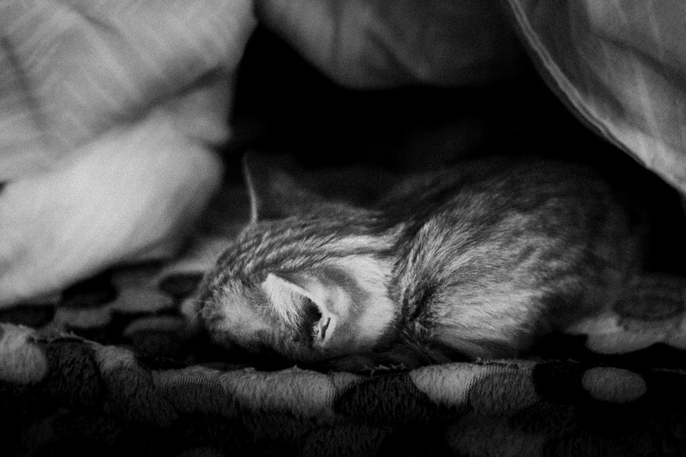 Photograph by Smirnova Olga