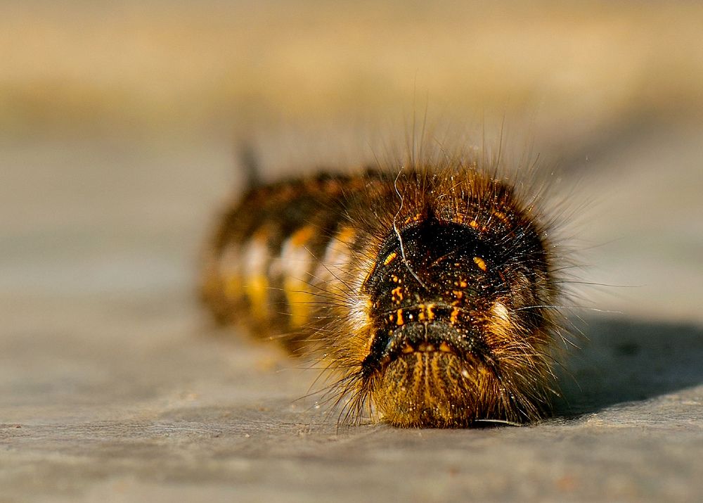 Photograph by Margarita