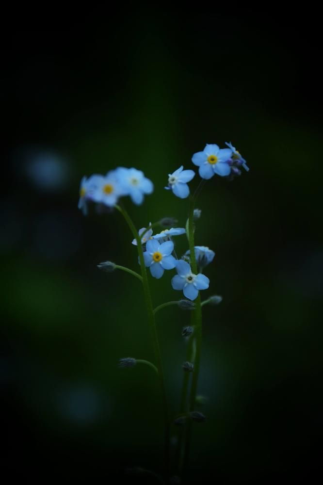 Photograph by Митюшкова Алёна