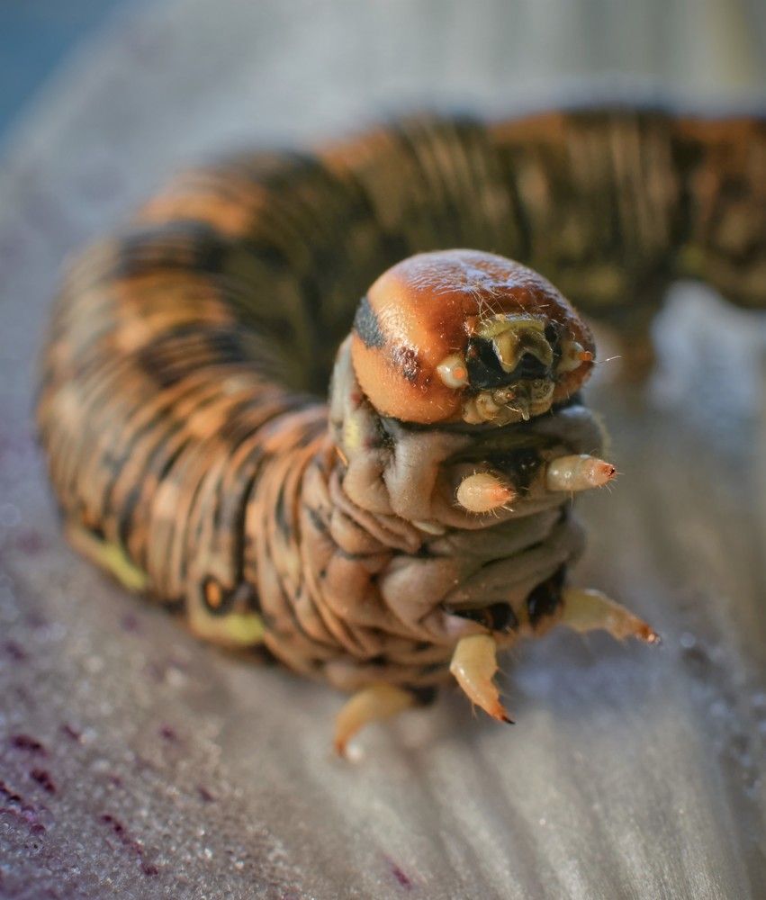 Photograph by Стас Неклюдов