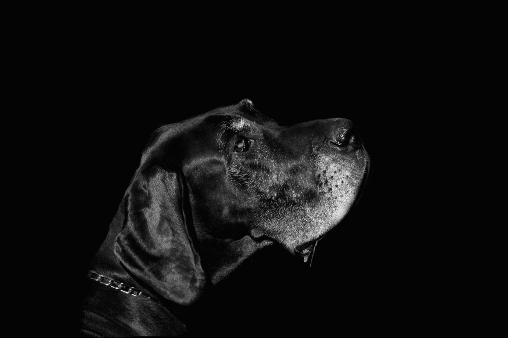 Фотография автора Ирина Сафонова