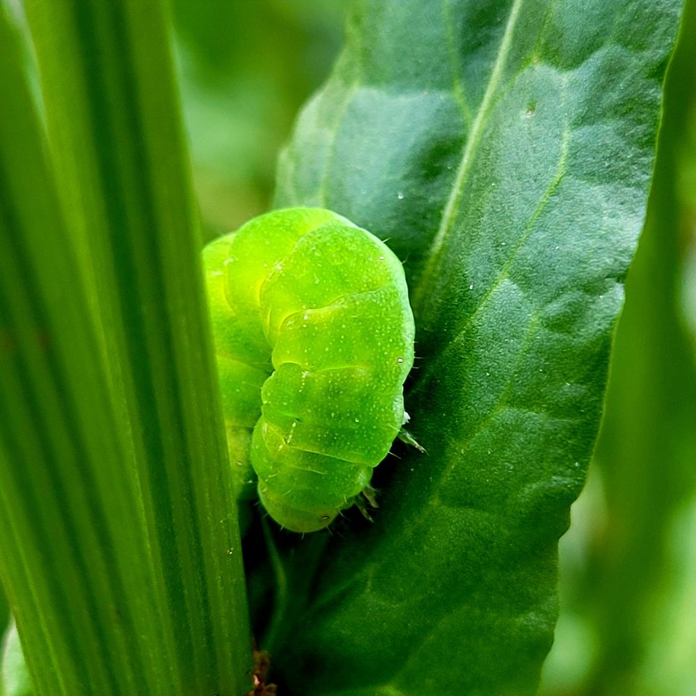Photograph by Catherine Walter-Prêtre