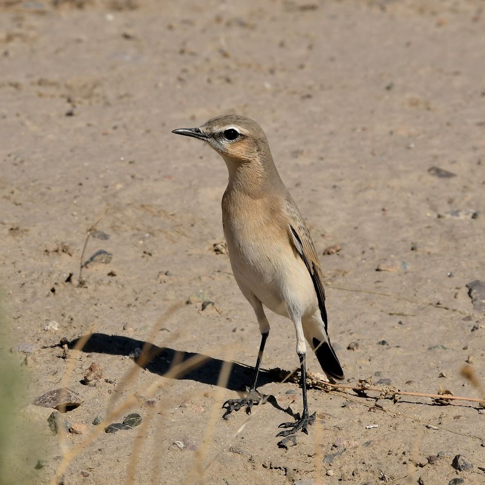 Photograph by Александр Катунцев