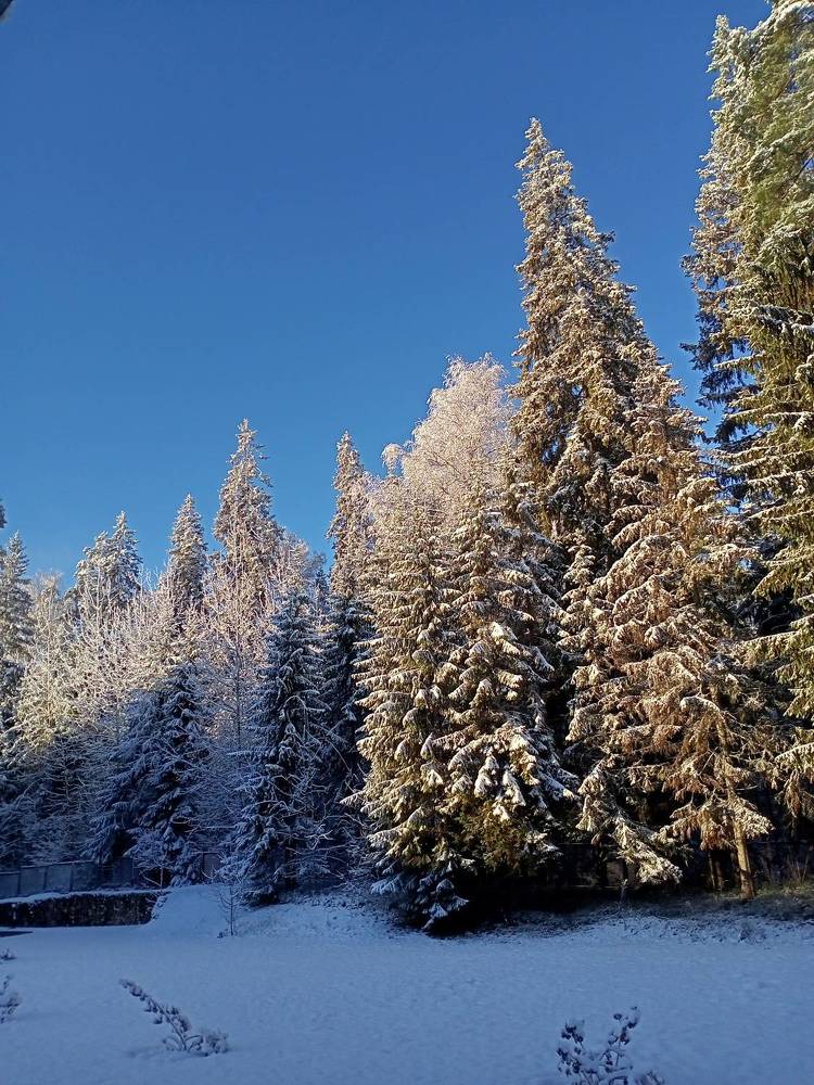 Зимнее утро