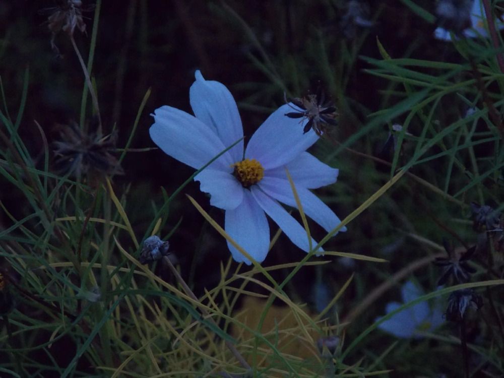 Фотография автора Антонина Клементьева