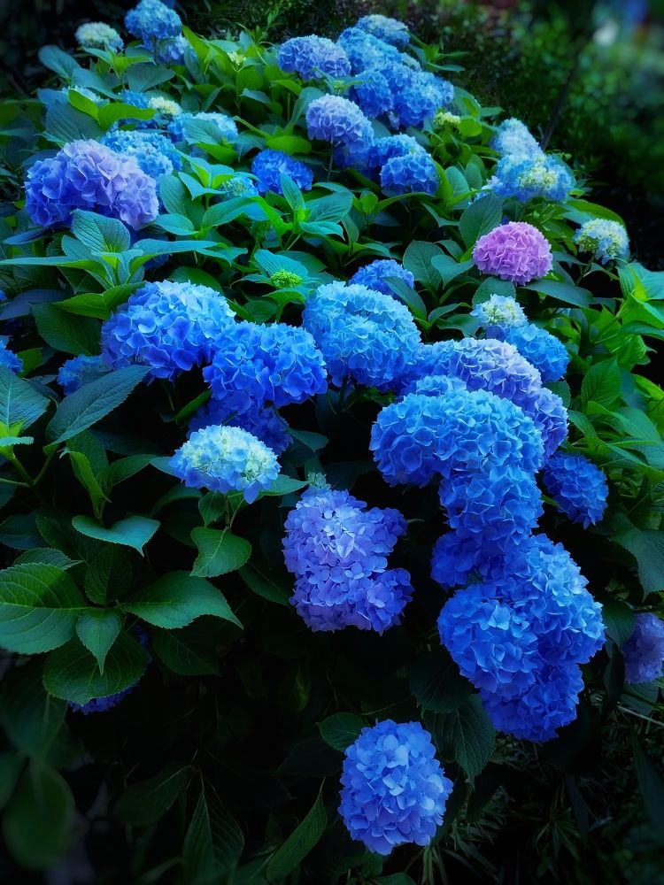 Фотография автора JELENA VASIC