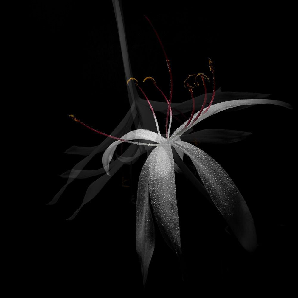 Photograph by Irina Dali