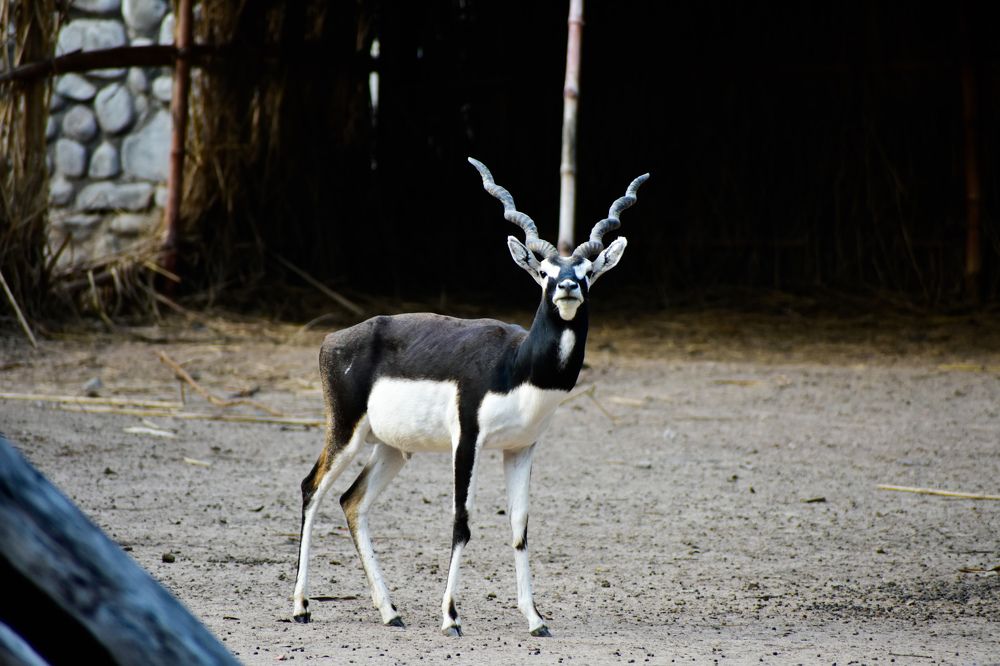 Photograph by AJAY KUMAR