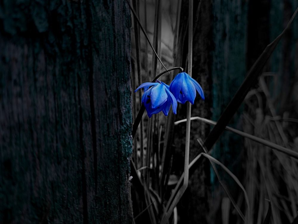 Photograph by Irina Dali