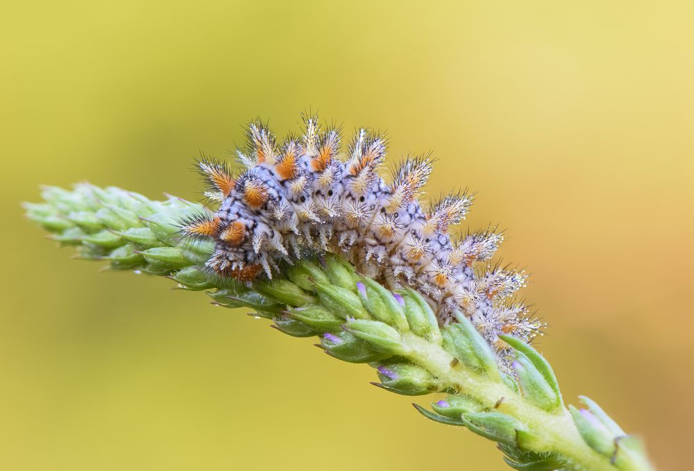 Caterpillar Melitaea didyma at dawn
