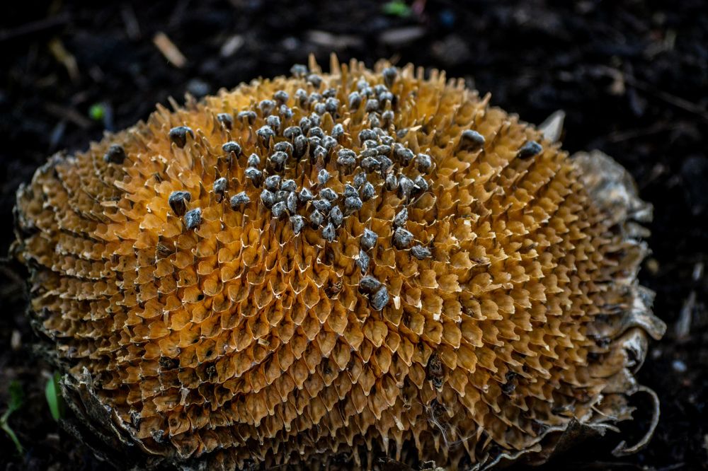 Photograph by Анастасия Гурова