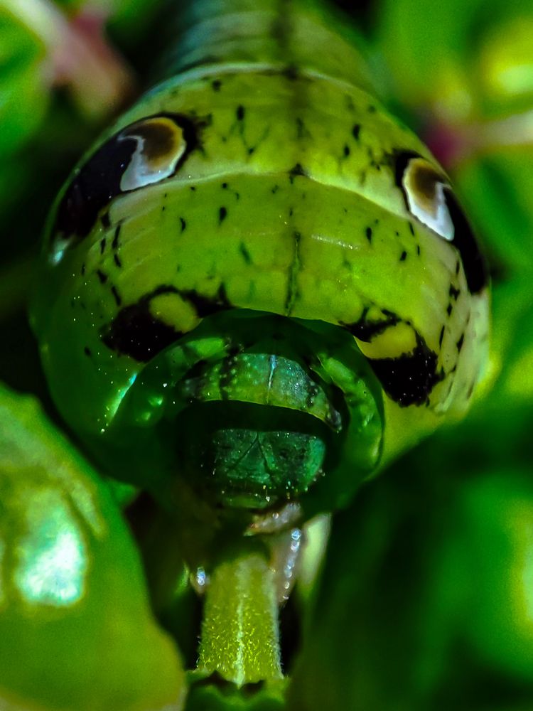 Фотография автора Александр Довганюк