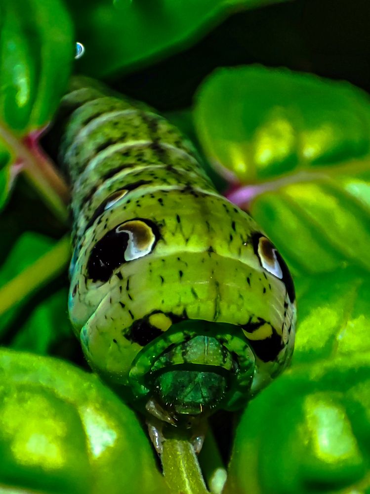 Фотография автора Александр Довганюк