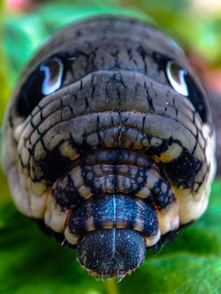 Фотография автора Александр Довганюк