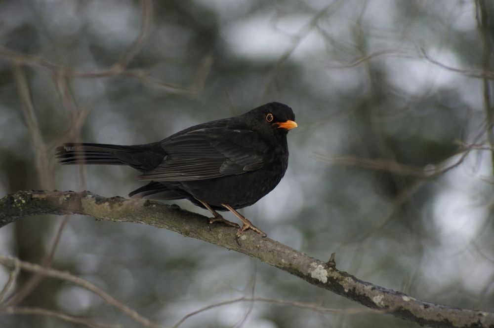 Photograph by Карина Заводчикова