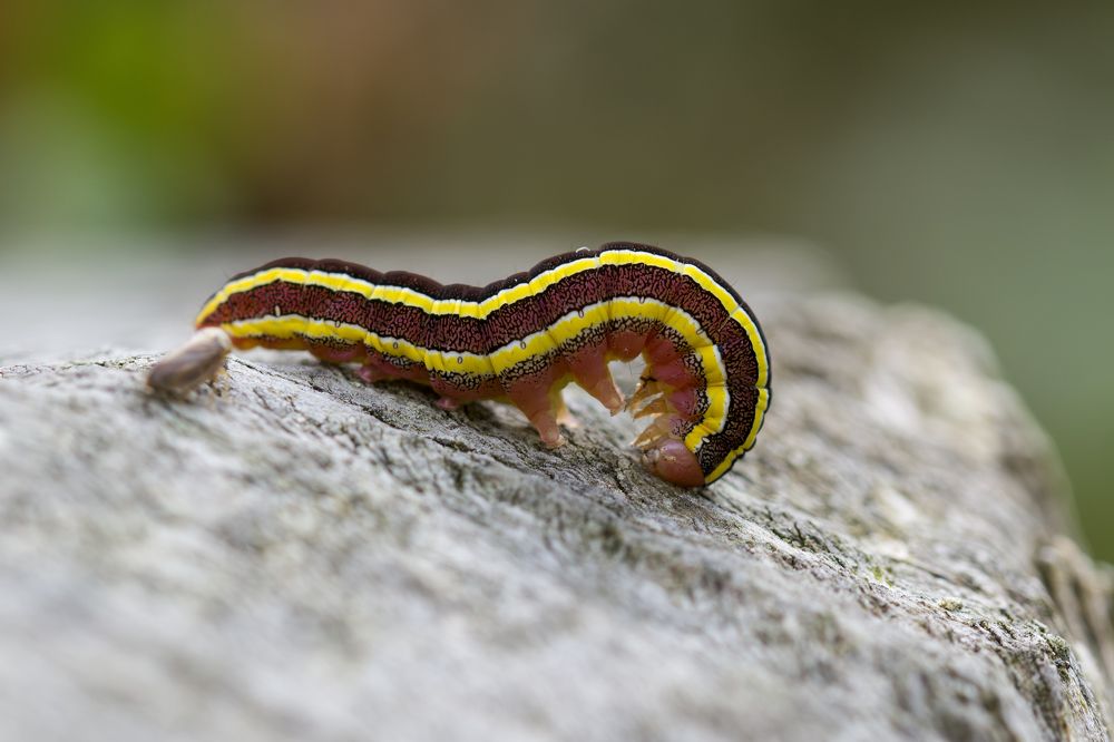 Photograph by Camilla Zocchi