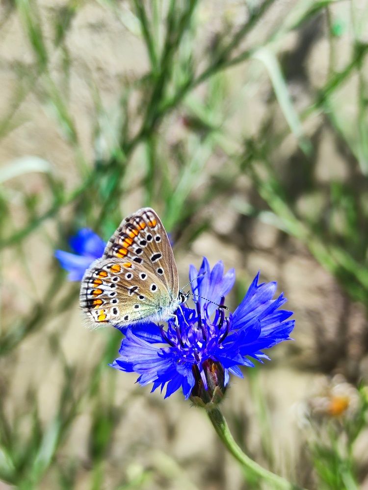 Photograph by Анна Напримерова