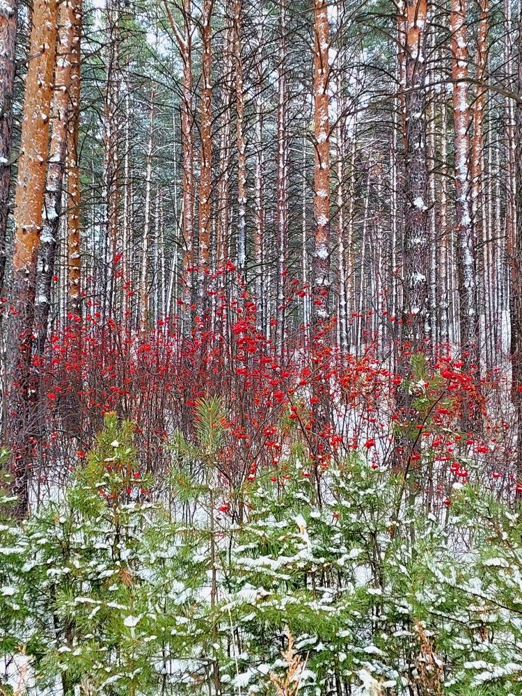 Первый снег в 2024 году