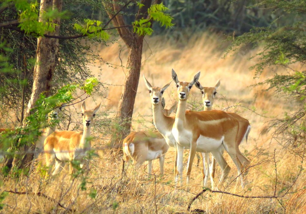 4 female blackbucks look surprised at me