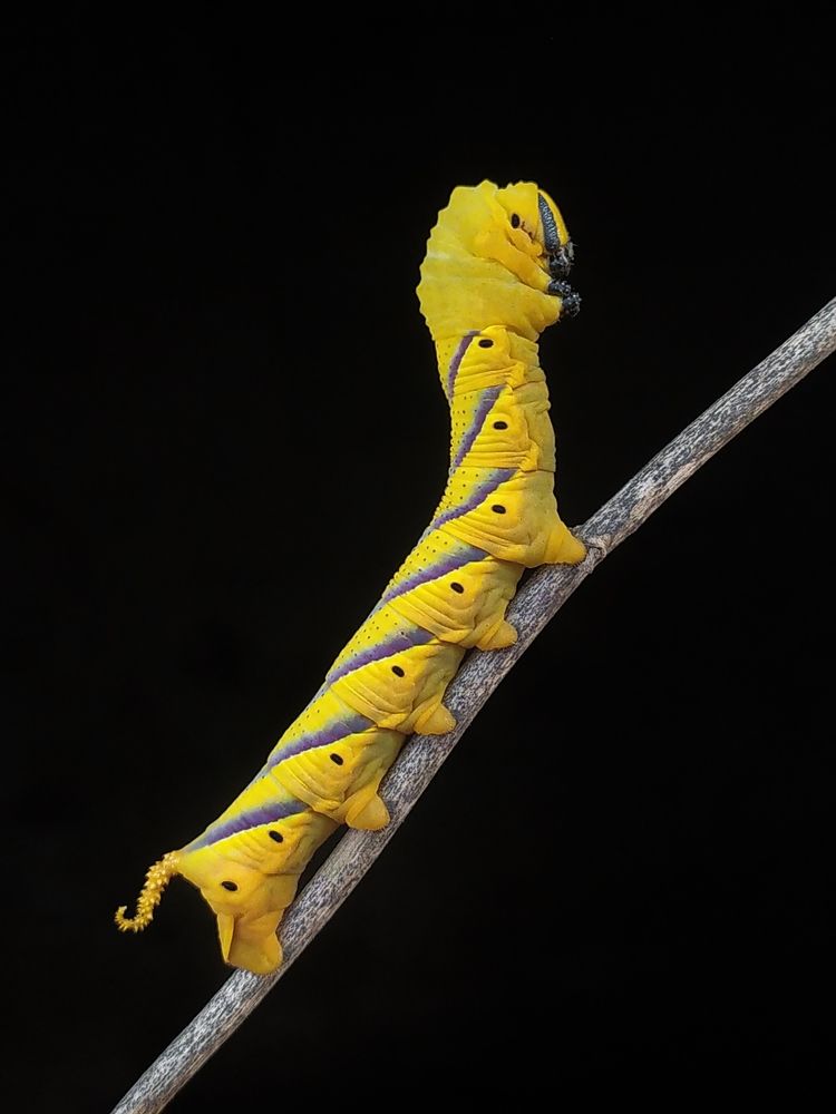 Photograph by Akash Pani