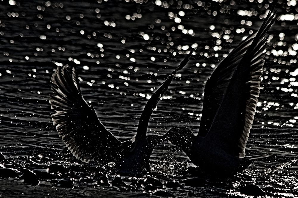 Photograph by Александр Велигура